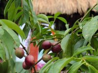 Berbagai Manfaat Dan Khasiat Daun Mahkota Dewa