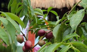 Berbagai Manfaat Dan Khasiat Daun Mahkota Dewa