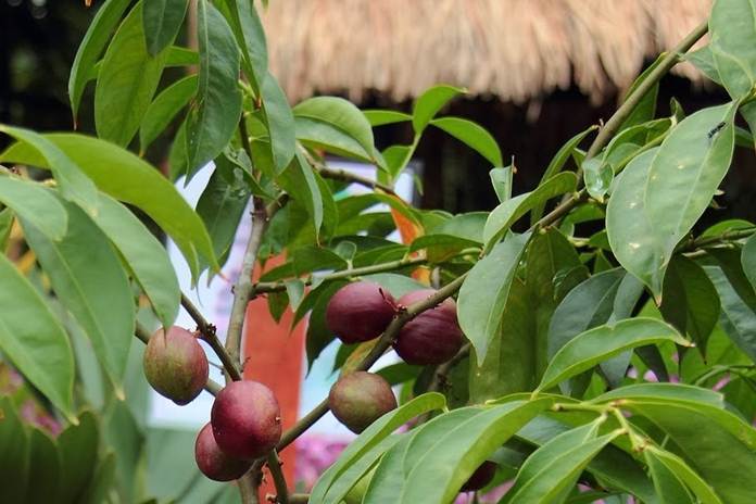 Berbagai Manfaat Dan Khasiat Daun Mahkota Dewa