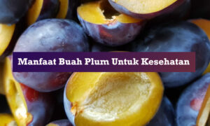 manfaat buah plum untuk kesehatan manfaat buah plum untuk kesehatan